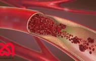 بررسی اجمالی رگ های خونی چیست؟